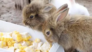 Можно ли давать кроликам кукурузу