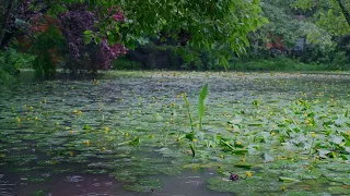 The beautiful little lake is raining(179) , sleep, relax, meditate, study, work, ASMR