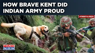 Who Is Braveheart Kent, Army Dog That Sacrificed Her Life Protecting Soldier During Encounter In J&K
