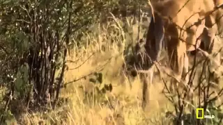 National Geographic Documentary 2015   Lion vs Buffalo   Lions THE KILLER ATTACK   YouTube