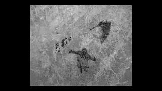 Thermal Hog Hunt in Corn Field - Filmed with Autel EVO II Thermal Drone