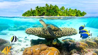 Video 4K UHD Underwater Wonders 🐠 Tropical Fish, Coral Reefs, Turtles - Reduce Stress & Anxiety