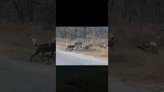 Hyena Cornered by Wild Dogs Calls for Backup #short