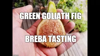 Figs. Green Goliath Fig 2017 breba tasting