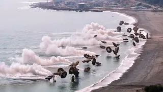 MOMENTOS INCRÍVEIS GRAVADOS PELAS CÂMERAS. O MELHOR DO MÊS