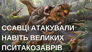 ССАВЕЦЬ ПРОТИ ДИНОЗАВРА: НЕЙМОВІРНА СКАМ'ЯНІЛІСТЬ АТАКИ НА ПСИТАКОЗАВРА ВІКОМ 125 МІЛЬЙОНІВ РОКІВ