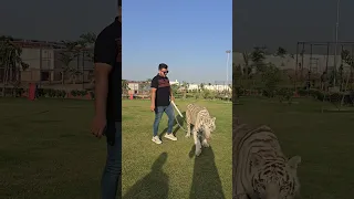 Rare White Tiger in Chain | Nouman Hassan |