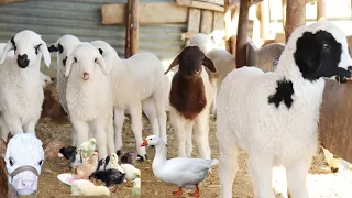 The sounds of farm animals, the sound of goats, animals, sheep, chickens, cows