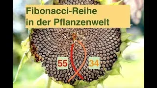 FIBONACCI in der Pflanzen- und Blütenwelt | STAUNEND in der NATUR | Christoph Pollak