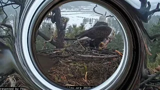 Jackie and Shadow set up the nest FOBBV CAM Big Bear Bald Eagle Live Nest - Cam 1/ Wide View - Cam 2