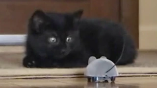 Epic Funny Scared Cats Compilation! Epic Funny Cats!