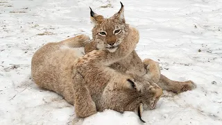 LYNX WINTER FUN / Alice plays with Melissa and puts the kittens to bed / The new beaver's bath