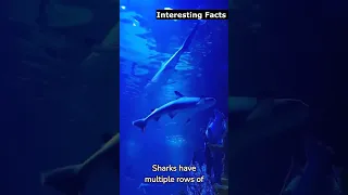 ✅ 3 Interesting Facts about Sharks.