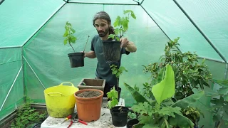 How to grow grapes in containers and pots.