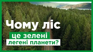 Чому ліси називають легенями планети?