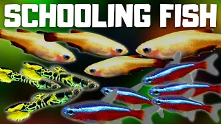 10 UNIQUE Schooling Fish For Your Planted Tank!