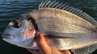 Gilthead Bream - How to catch Bream - Sea Fishing UK