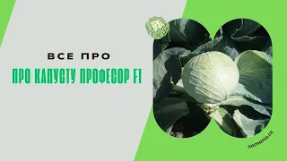 Основні факти про капусту Професор F1. Розріз, в полі, семінар