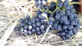 Размер гроздей винограда сорта Чарли (Антрацит) в 2016 году