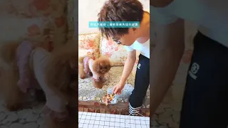 🐶 Cute puppy Funny  Cute Dog Pomeranian 😍 #FunnyPuppytiktok # 300