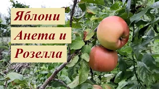 Яблони Анета и Розелла