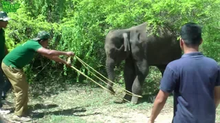 Saving a Young Elephant from "Hakka Patas": Humans are kind