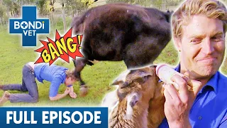 'All Hell Breaks Loose' at Animal Rescue Farm 🐮 | Best of Bondi Vet Ep 13 | Bondi Vet Full Episode