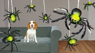 Puppy vs Spider Invasion Prank: Cute Puppy Dog Indie Battles Spiders!