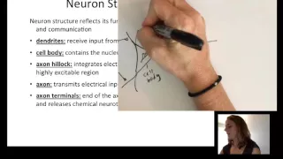 Lecture8 Neurophysiology Part1