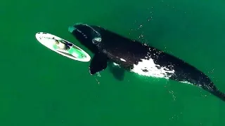Brave Fishermen Approach Distressed Whale