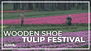 Wooden Shoe Tulip Festival kicks off