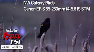 YYC Birds Canon EOS Rebel T5i / 700D | Magic Lantern Crop Mood 4K Raw EF-S 55-250mm f4-5.6 IS STM