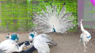 Inside poultry Farm make $500K/Yr by rasing Peacocks