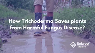 Trichoderma Viride: One of the Best Solution of Soil Fungus Disease