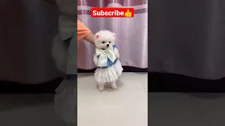 Cute 🥰 pomeranian /dog🐶 status video tiktok 2023 short/funny dogy #cute #dog #funny #video #shorts