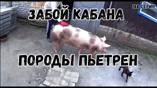 Забой поросенка породы пьетрен возрастом 6.5 месяцев / соотношение сала к мясу у породы пьетрен