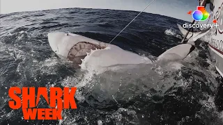 Great White off the Coast of North Carolina | The Haunting of Shark Tower | discovery+