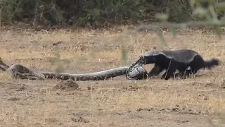 Ozzy Man Reviews  Honey Badger vs Python vs Jackal