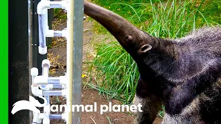 Giant Anteater Gets New Transparent Feeding Tubes To Showcase Her Tongue Skills | The Zoo