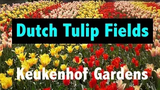 Best Place to See Tulip Fields in the Netherlands | Keukenhof Gardens