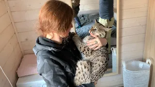 NIKA Yoll GETS A BITES FROM BIG AND SMALL LYNX