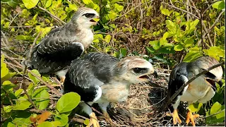 The Chicks Learn To Fly  Before Leaving The Nest | White-Tailed Kite | ( Before Leaving The Nest )