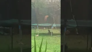 Fox Adorably Jumps On Trampoline-1312779