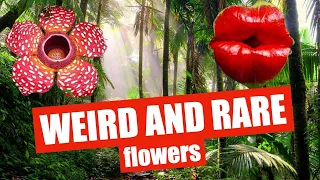 4  EXTRAORDINARY flowers and plants! Carnivorous Plant, Corpse Flower and more...🌺