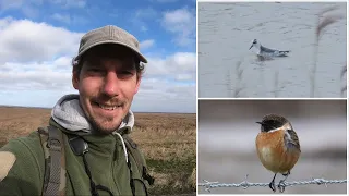 Rare bird🦅! Birding on the North Sea coast!