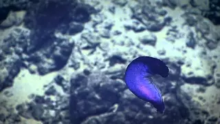 CWEB.com -Watch Live Video of This deep-sea holothurian or sea cucumber Paleopatides.