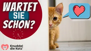 Empfängt dich deine Katze täglich an der Tür? DAS heißt es WIRKLICH!