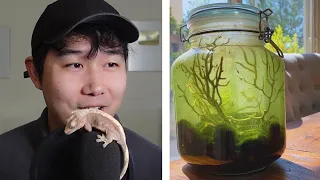 6 year old enclosed ecosphere with 60+ shrimp | Fish Tank Review 176