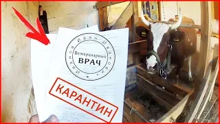 Про нас вспомнила ВЕТЕРИНАРНАЯ СТАНЦИЯ! Коровы сдают анализы