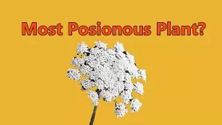 Poison Hemlock: The Most Dangerous Plant?